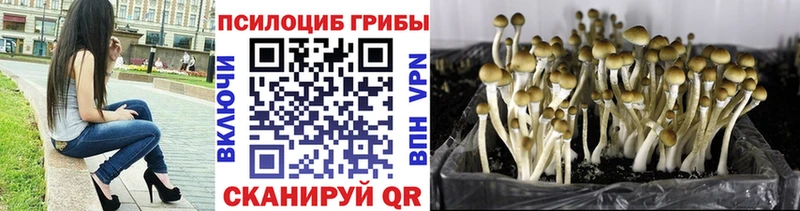 кракен зеркало  Москва  Псилоцибиновые грибы Psilocybe  цены  